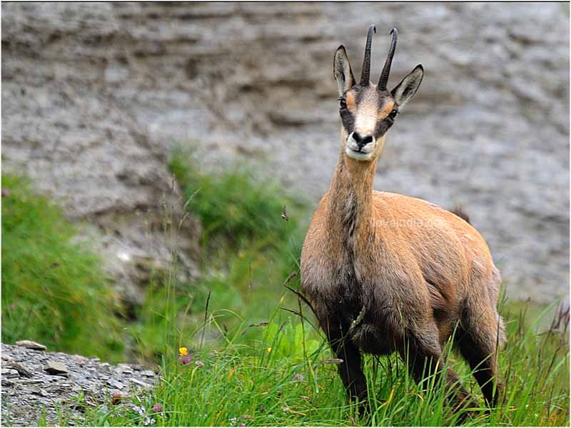 Chamois | The Life of Animals
