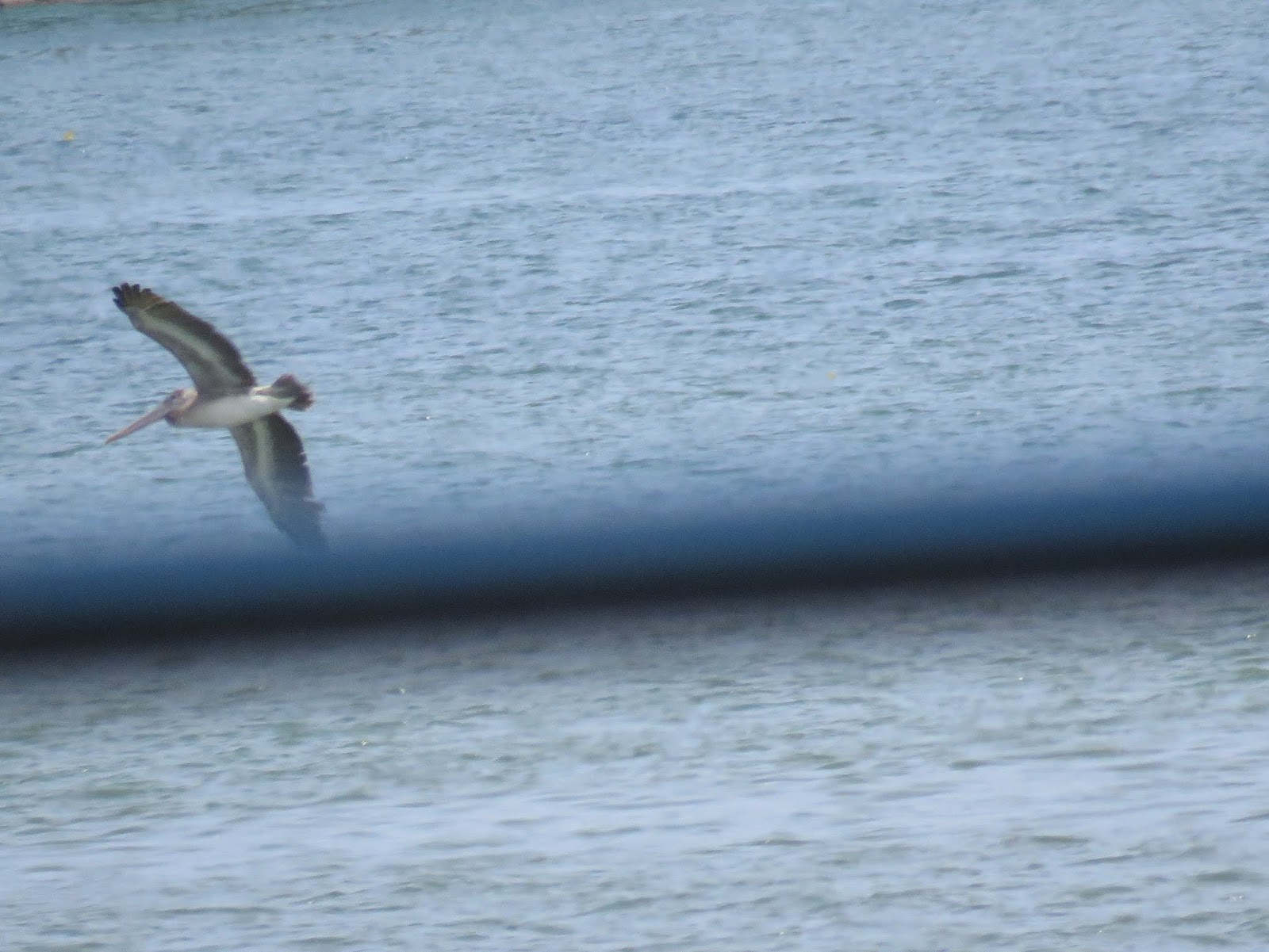 Bird & Travel Photos, Birding Sites, Bird Information BROWN PELICANS