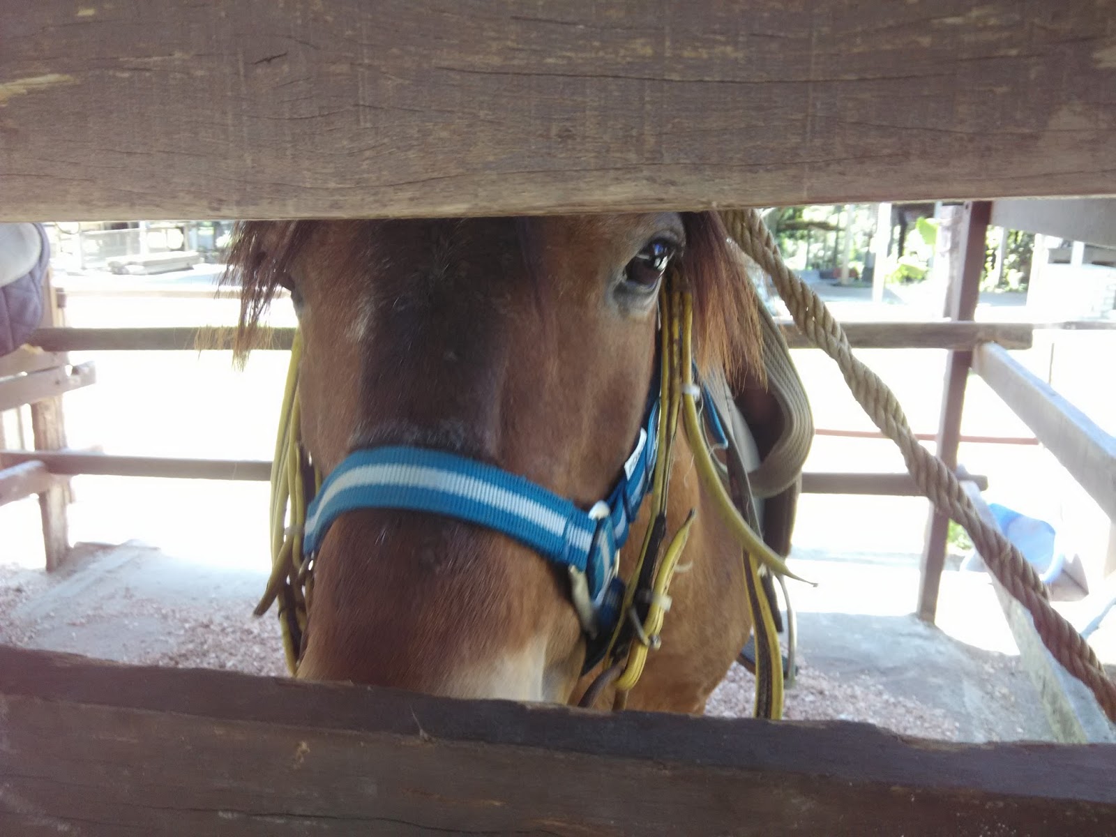 Broga Semenyih Rabbit Farm, Sak Dato Temple, Kedai Makanan Pokok Jati