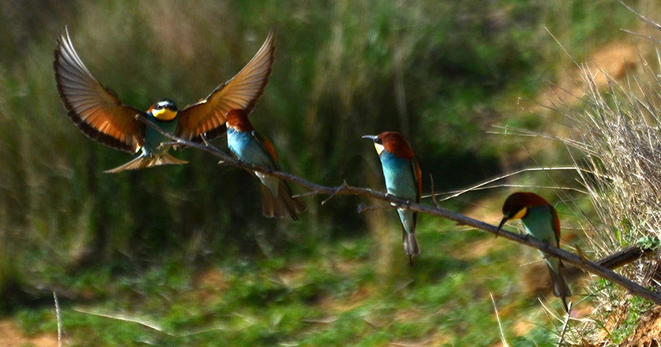 Diario del Aire: LOS ABEJARUCOS DE GORDONCILLO