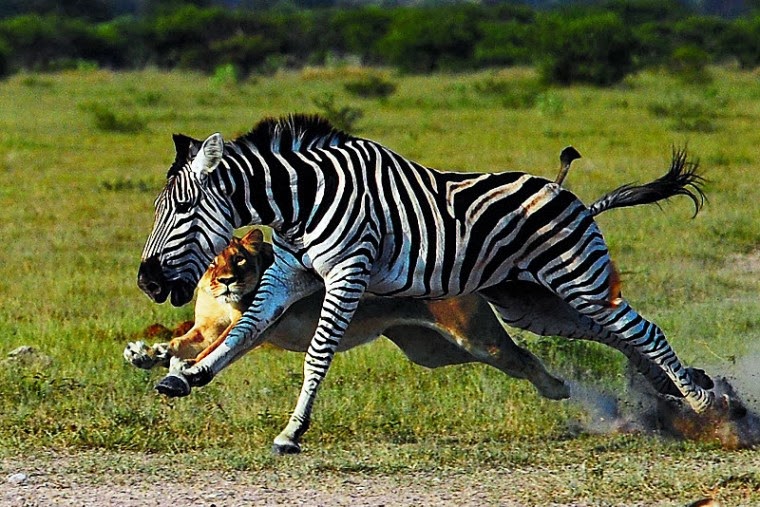 Zebra | The Animals Biography