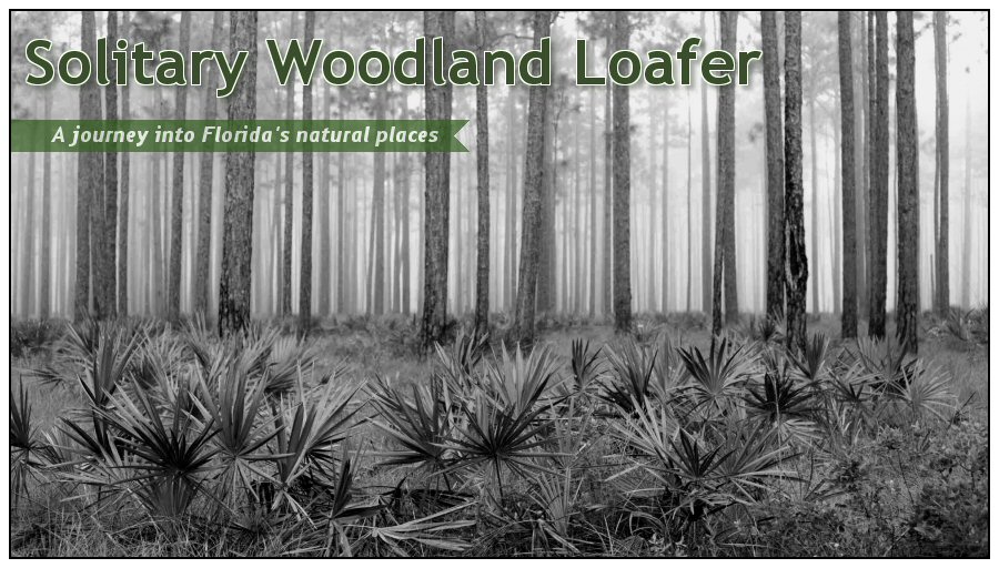 Solitary Woodland Loafer