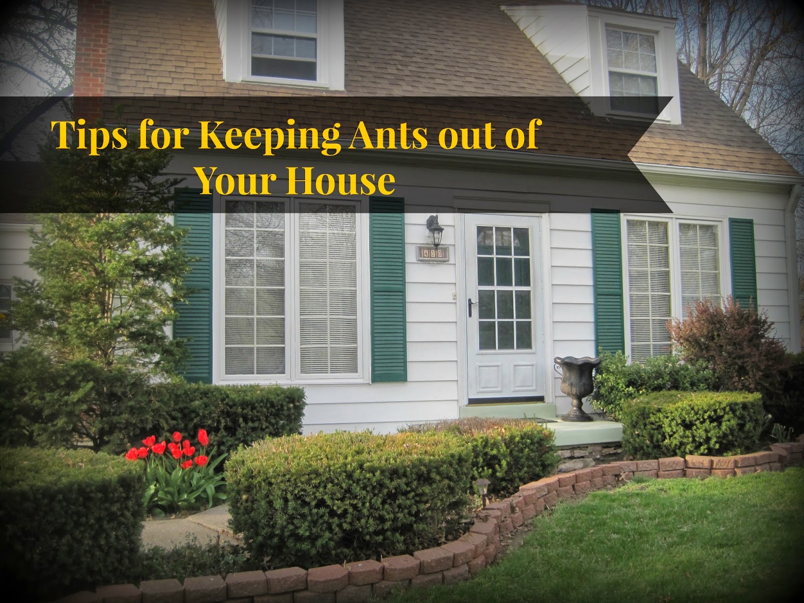 pest control tips