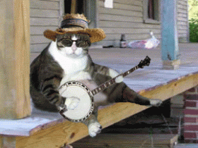 Funny Animals Guitar Hero | Amazing Latest Pictures | Funny And Cute