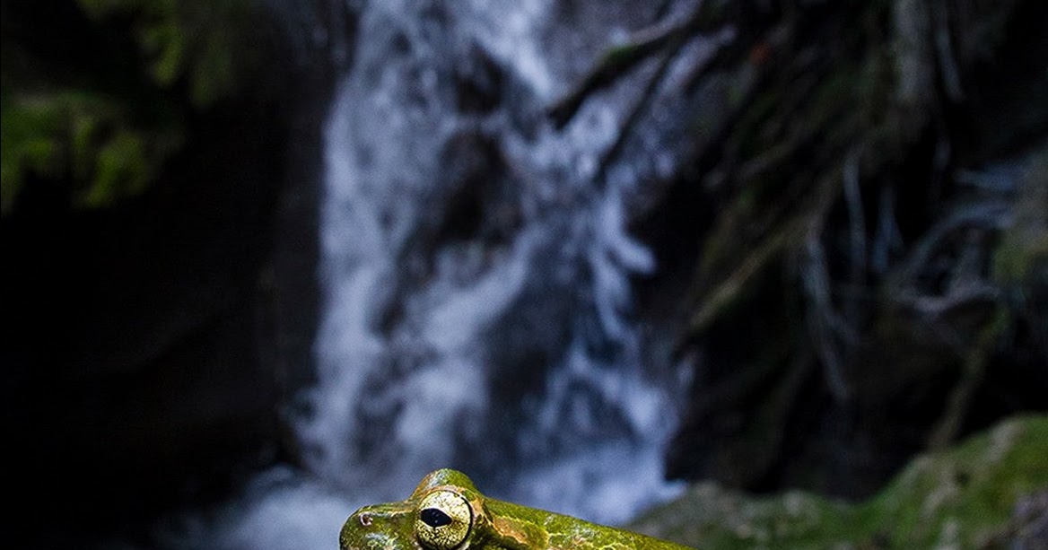 Species New to Science [Herpetology • 2019] Charadrahyla sakbah • A