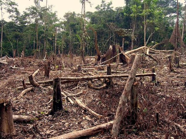 Deforestasi adalah pembukaan hutan untuk mendapatkan kayu dan menyediakan ruang baik untuk Dampak Deforestasi Bagi Ekosistem