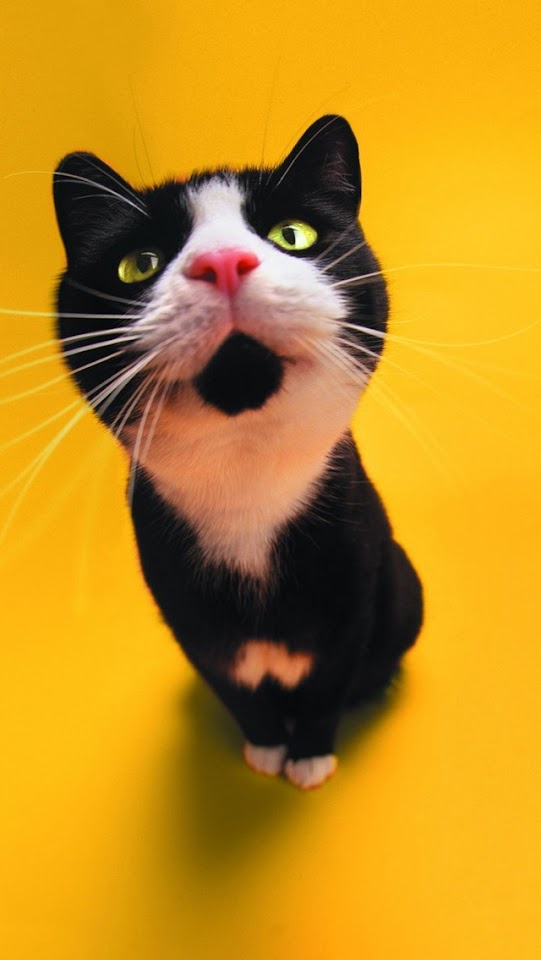   Funny Black Cat   Galaxy Note HD Wallpaper