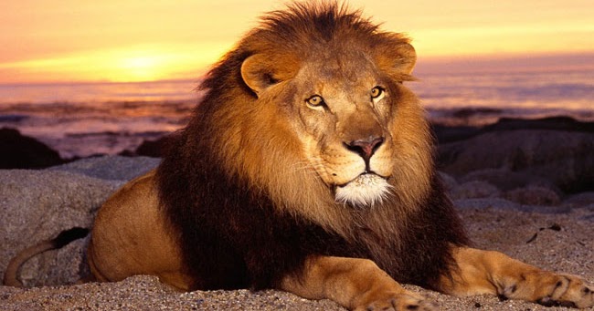 Sun Signs | Astrology & Horoscope 2020: LEO, the Lion | Leo Astrology