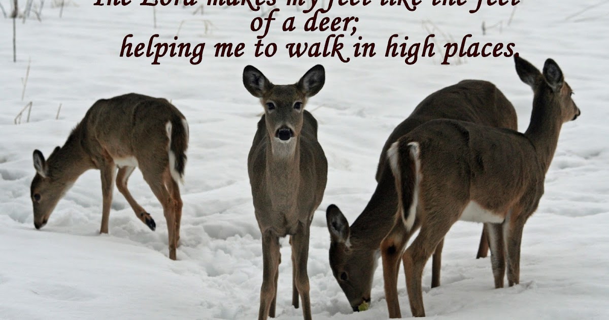 Live Life Hinds' Feet; High Places