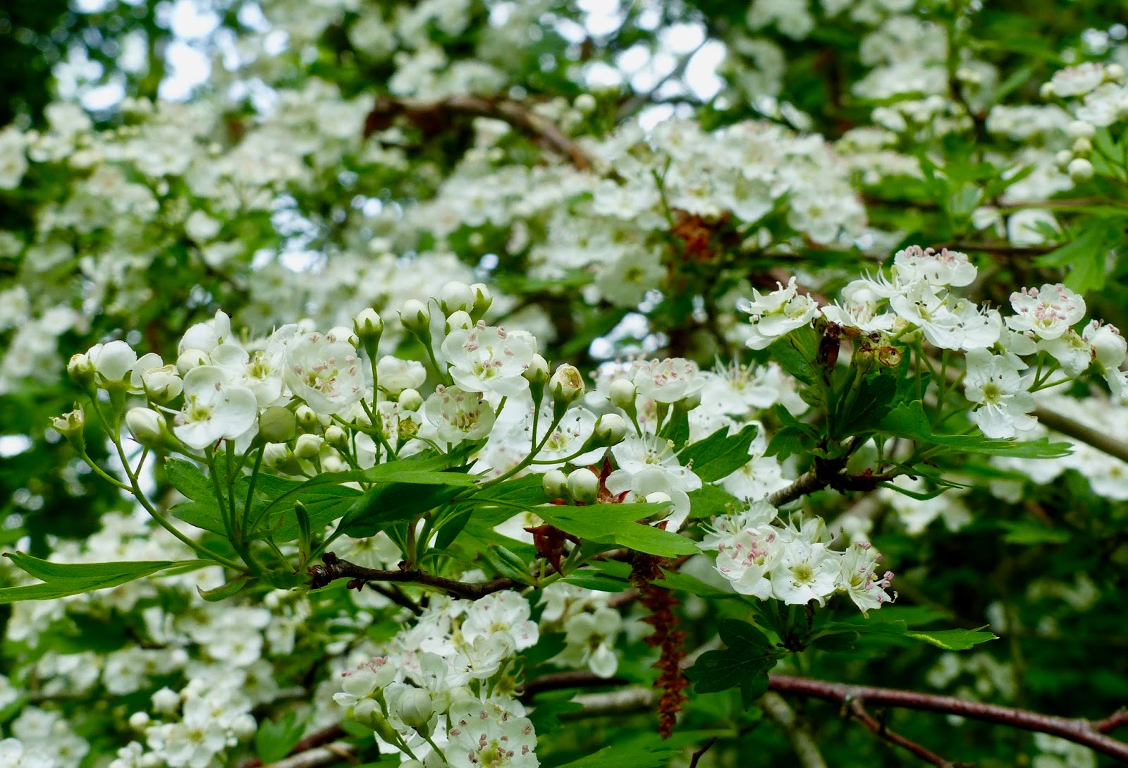 Popular Red Tip Photinias Garden Shrubs Garden Shrubs Plants