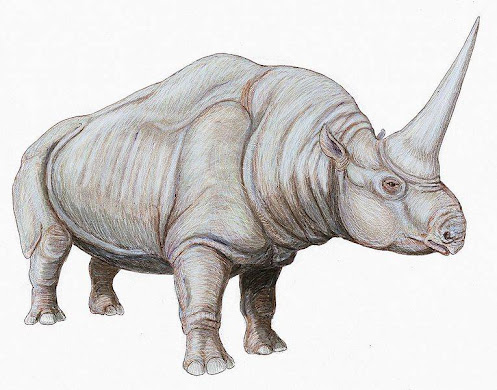 Perissodactyla extinta Elasmotherium