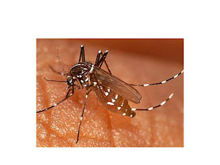 Full Orange: Vektor Penyakit