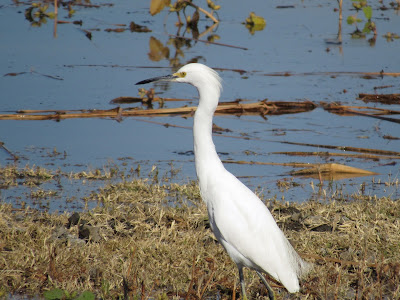 Colusa National Wildlife Refuge