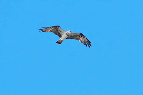 bird, Osprey, Pandion haliaetus, in flight