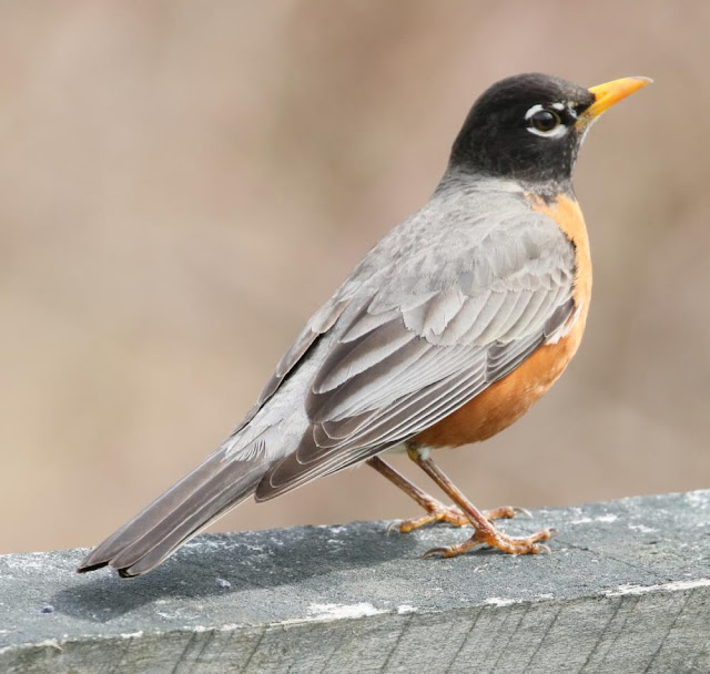 american robin bird pictures 