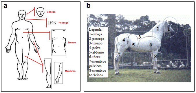Comparando e Aprendendo!: Aprendendo as nomenclaturas anatômicas e