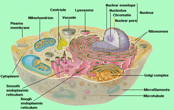 Structure and function of organelles Components Animal ...
