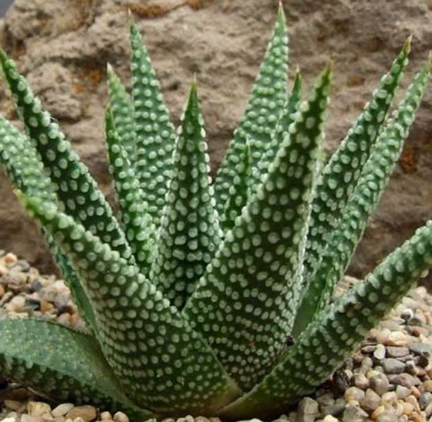 NAGJHER SUCULENTAS(Cactus y variedades): 2017