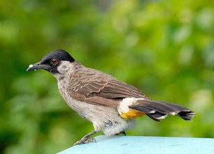 13+ Arti Mimpi Memegang Burung Kutilang
