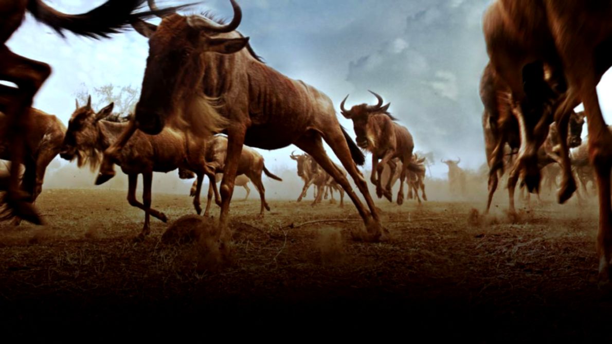 Watch Great Migrations Videos Online   National Geographic Channel