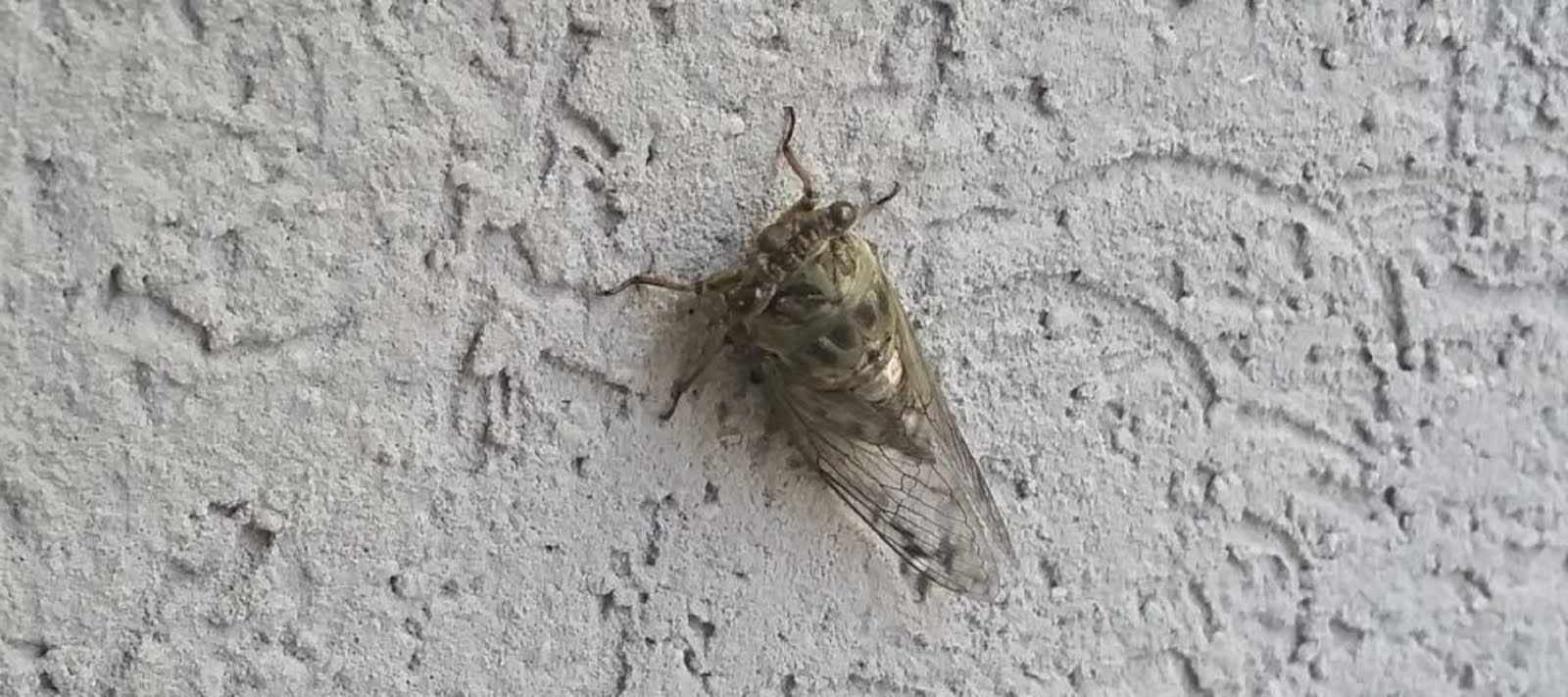 A1 Bed Bug Exterminator Chicago