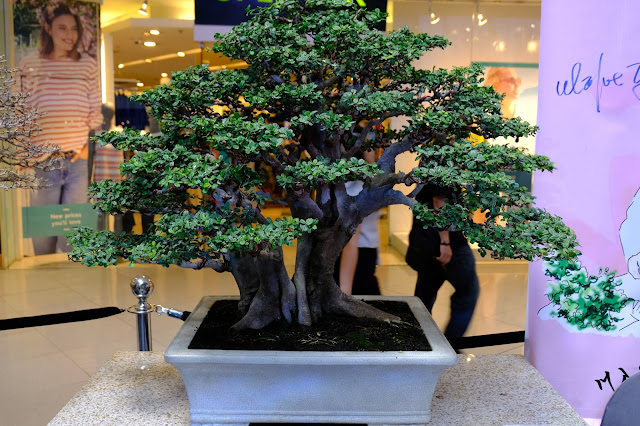 malabayabas bonsai