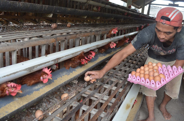 Perkiraan Modal Dan Keuntungan Usaha Ternak Ayam Petelur Analisa