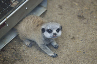23 Adorable Pictures Of Shy Baby Meerkat And Its Family