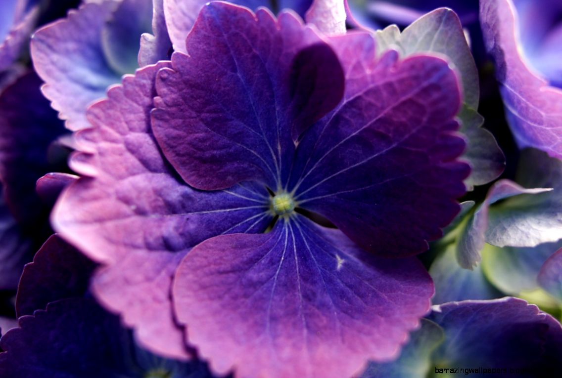 FileBlue Purple Flower ForestWander   Wikimedia Commons