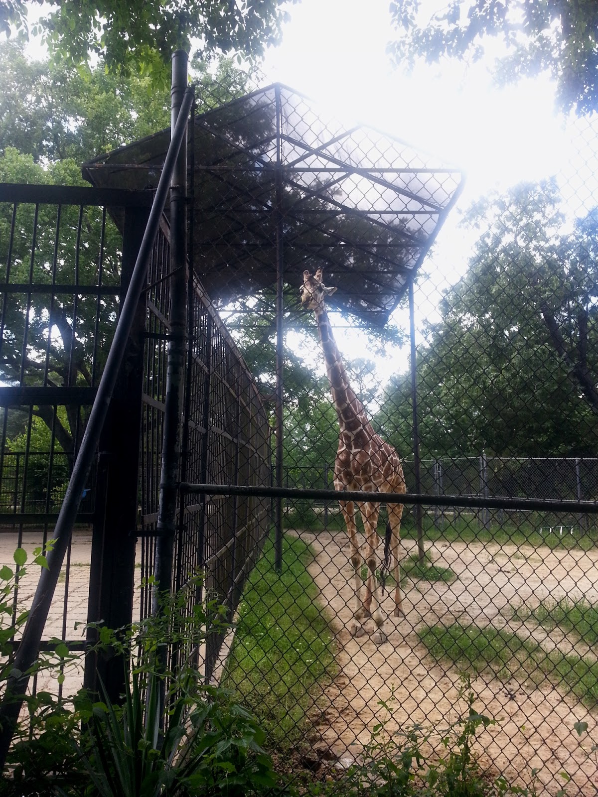 Rockhounding Around Jackson Zoo, Jackson Mississippi