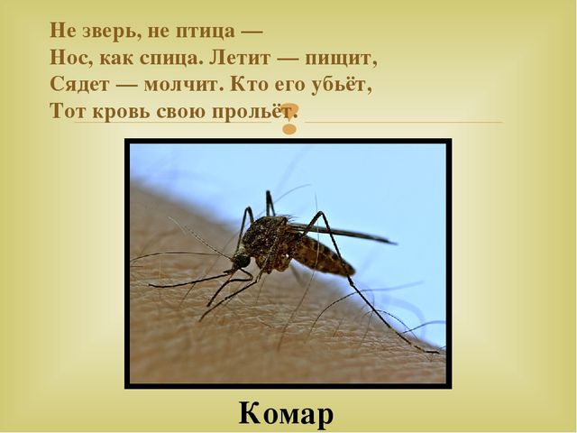 Почему комар пищит. Загадка про комара. Стих про комара. Загадки про комаров для детей. Стих про комара для детей.