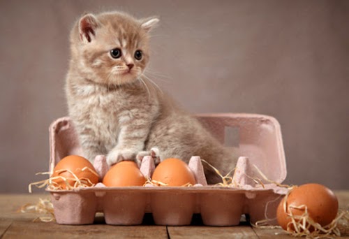 Safe Human Foods Can Kitten Eat For His First Year Safe Human Foods Can Kitten Eat For His First Year