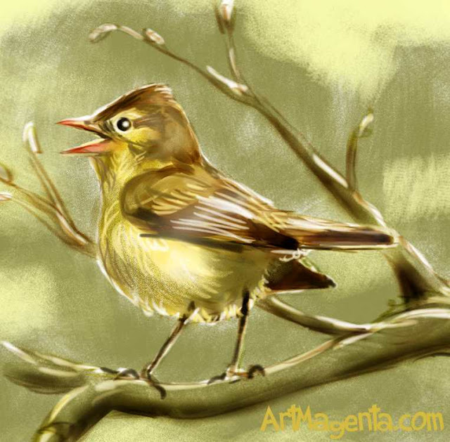 Icterine Warblersketch painting. Bird art drawing by illustrator Artmagenta