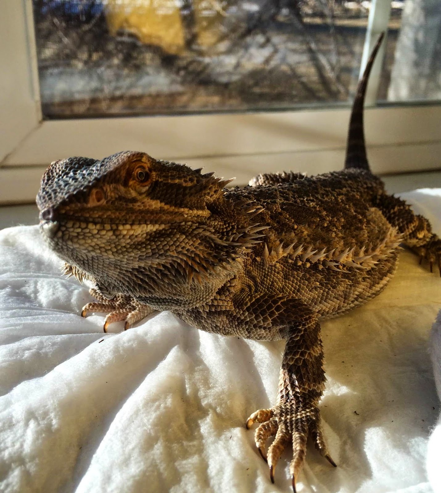 [happy bearded dragon]