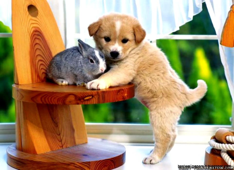 Cute Animals wallpapers   Crazy Frankenstein