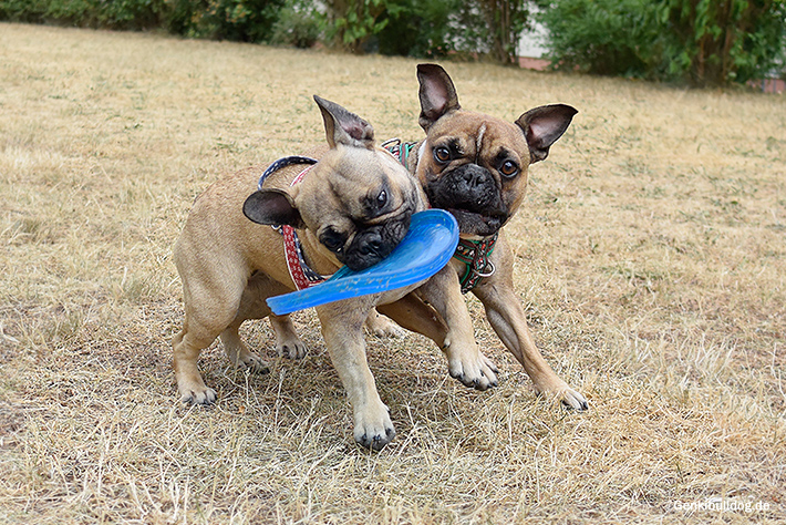Hundefrisbee Hundefrisbee