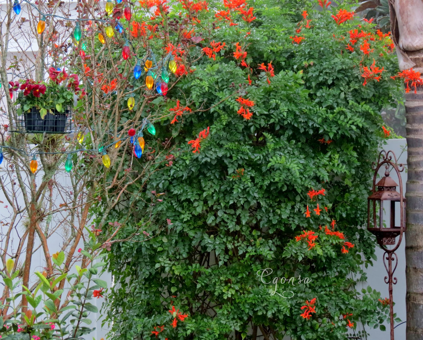 The Backyard Oasis Cape Honeysuckle and Loquat buds
