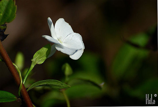 Thunbergia fragrans 