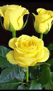 Rosas Amarillas