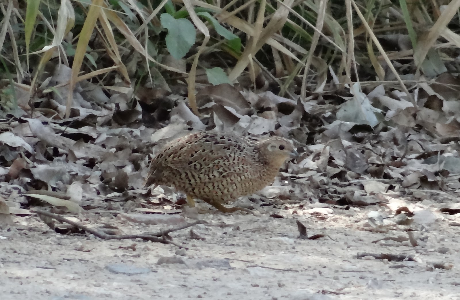 sunshinecoastbirds Painted and Blackbreasted Buttonquails