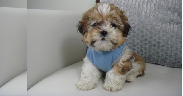 DICAS PARA DEIXAR SEU SHIH TZU SOZINHO EM CASA