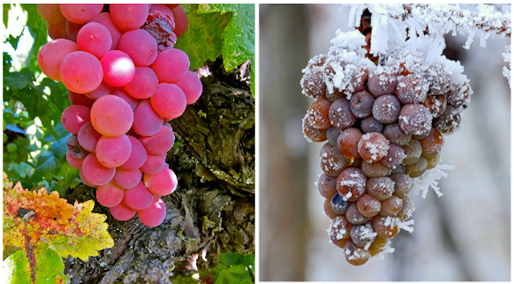 AgroSentidos: De uvas, racimos y colores