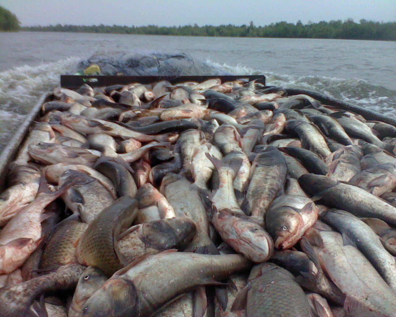 hunting,fishing catching asian carp