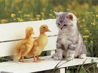 ducks, cats, cute wallpapers, sweet cats