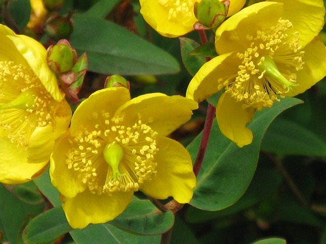 flor hipérico o hierba de San Juan