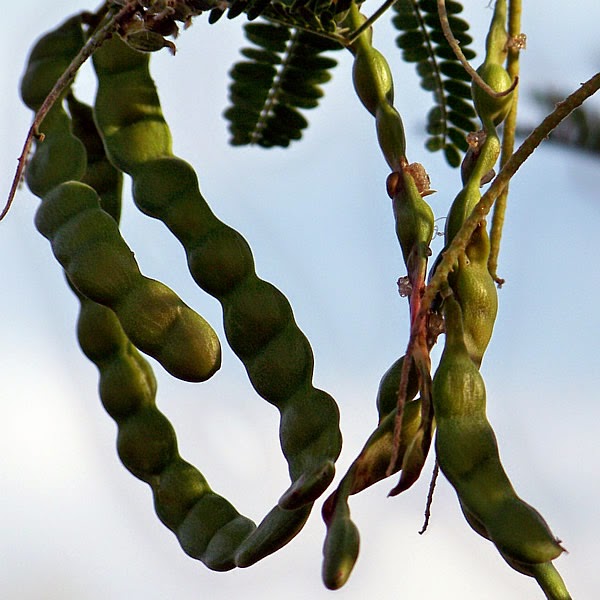 Edible bean pods of the mesquite tree