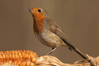 Robin - Erithacus rubecula