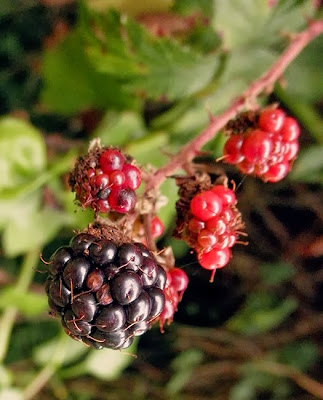 moras