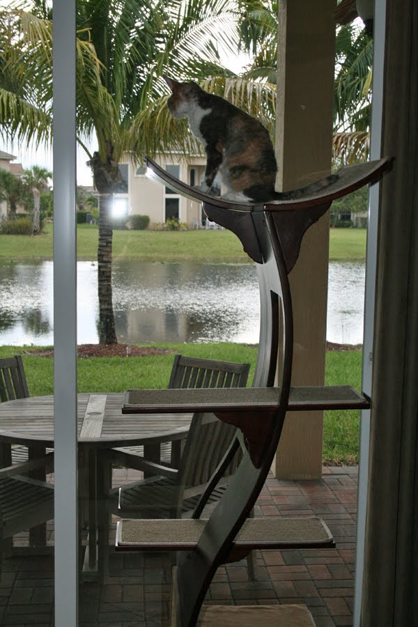 Daisy the Curly Cat Lotus Cat Tree