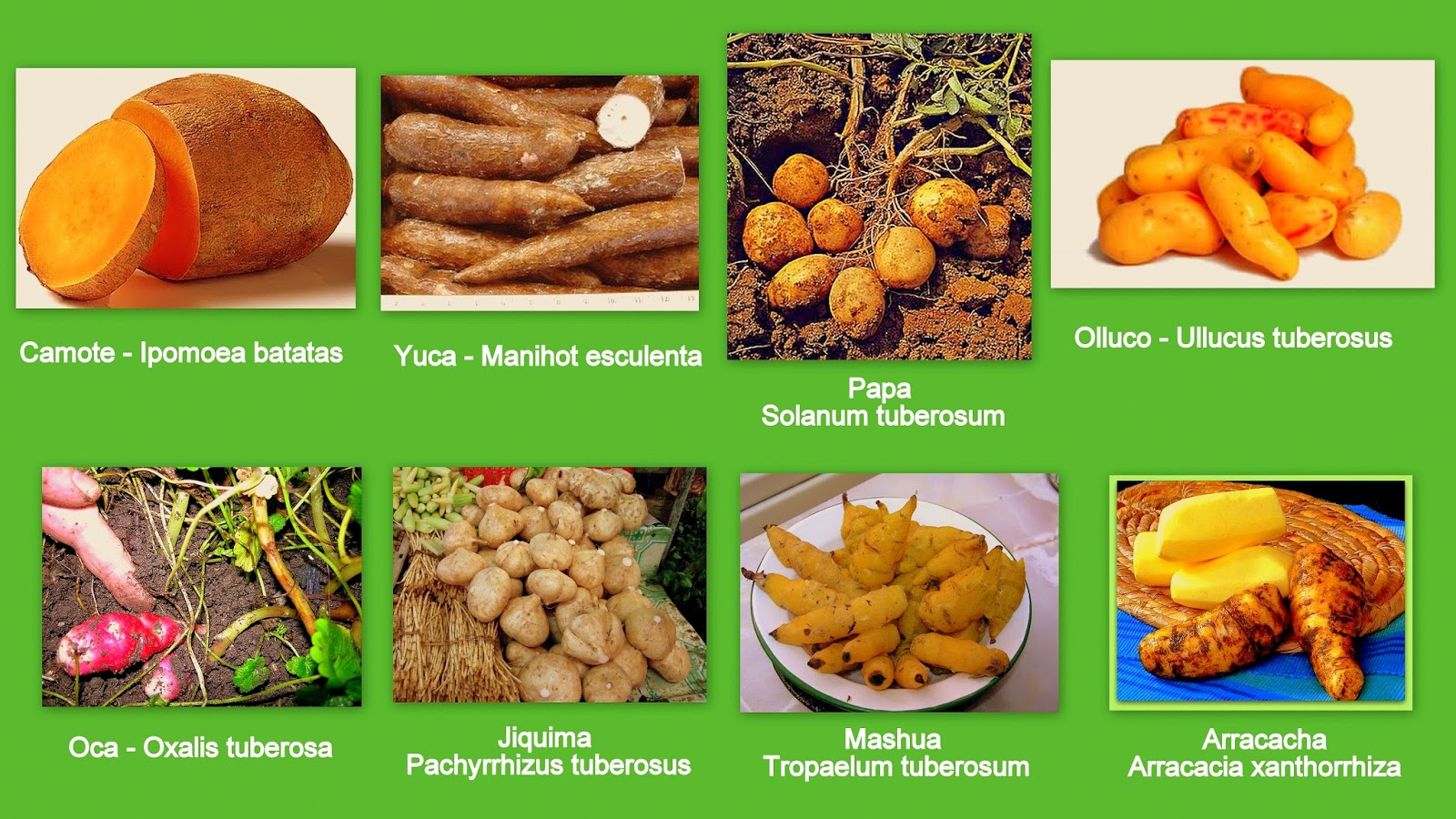 PLAAN Tubérculos y Raíces Comestibles del Perú